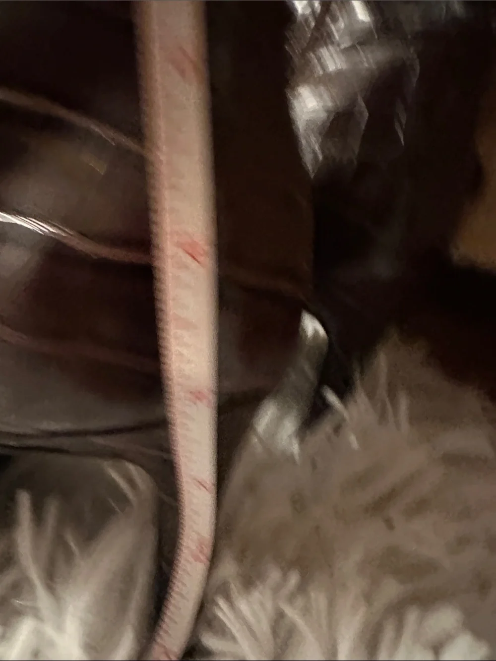 Guess Croc-Embossed Over-the-Knee Boots in Dark Brown